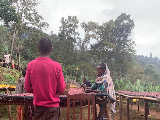 Ethiopia - Fikadu Lege