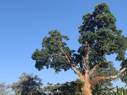 Ethiopia - Fikadu Lege