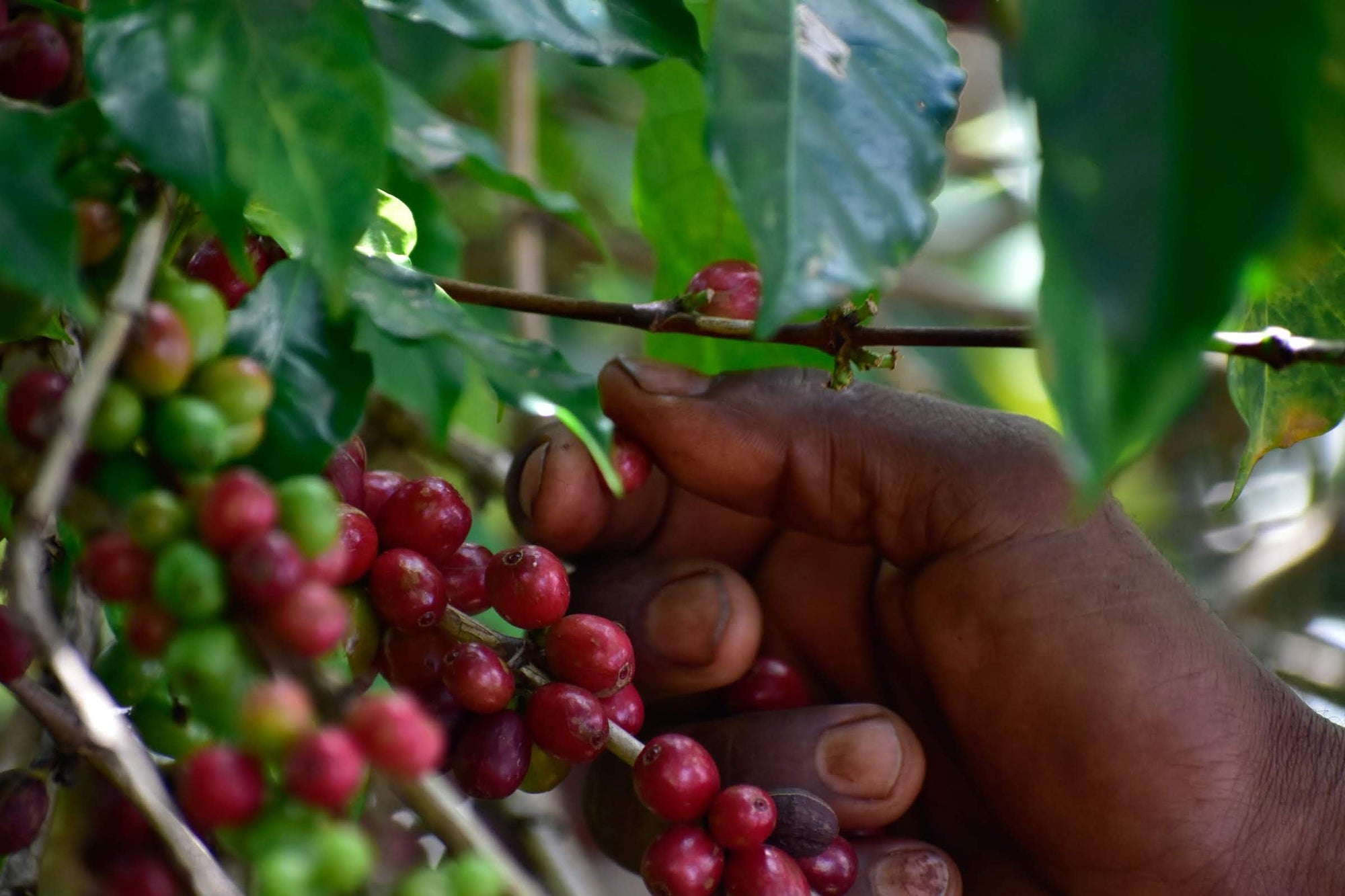 Ethiopia - Decaf