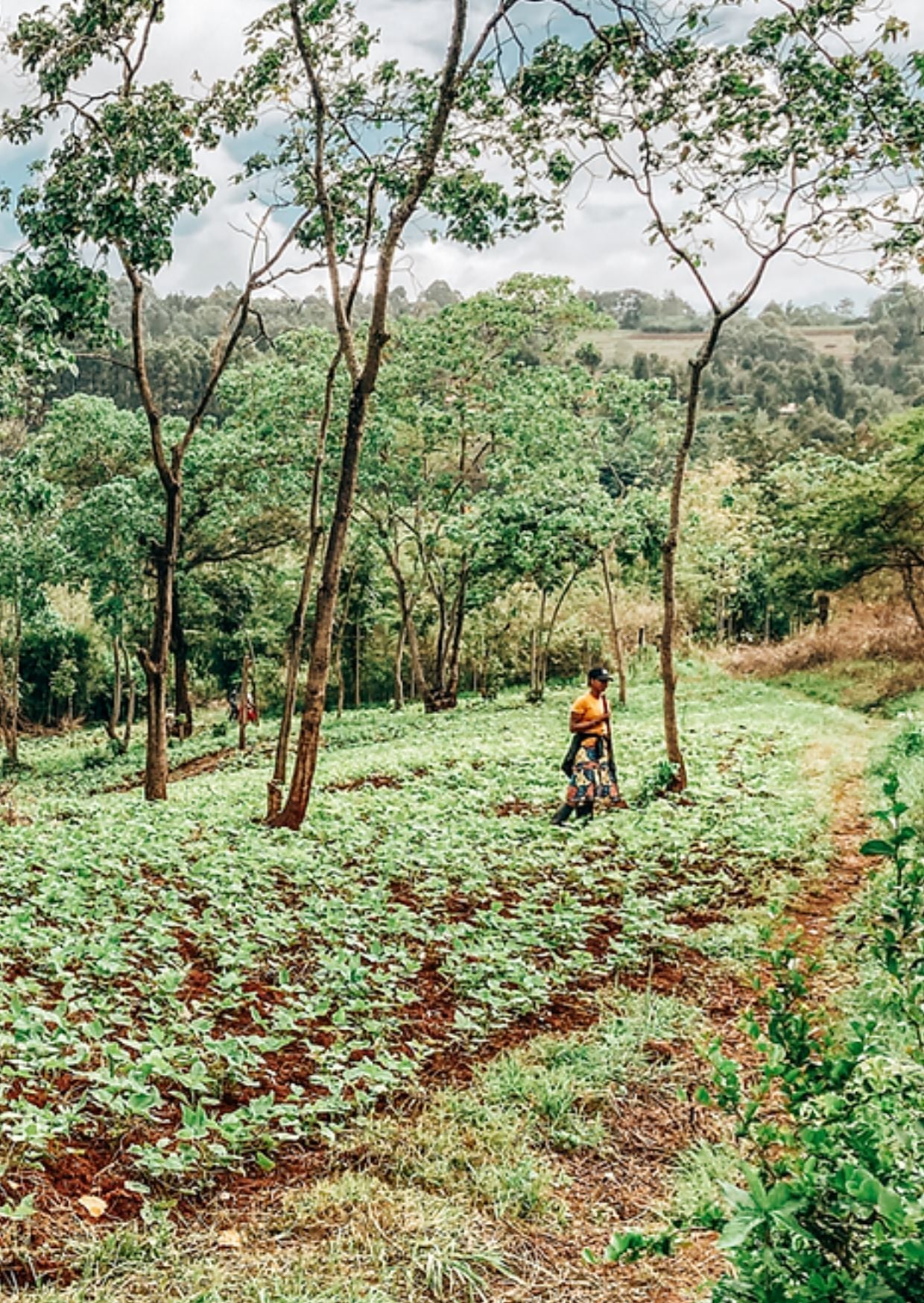 Tanzania - Ngila Estate