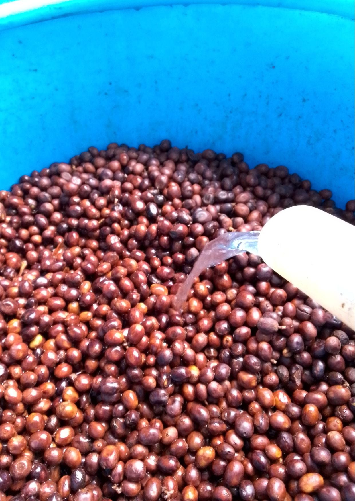 Nicaragua - Maceration for the Masses