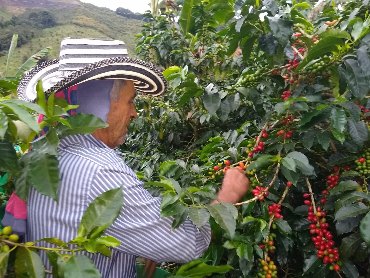 Colombia - Decaf