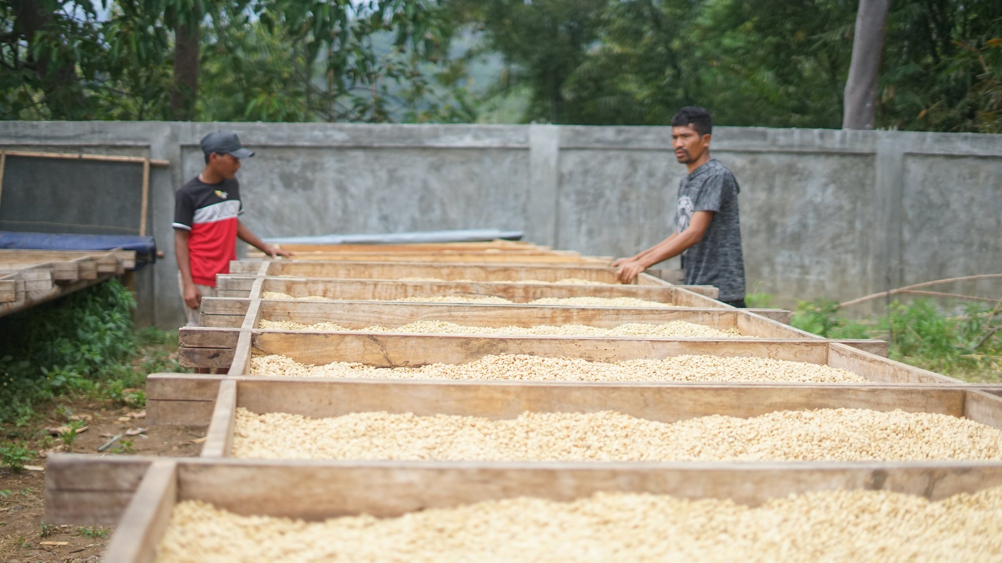 Indonesia - Nola Wonga