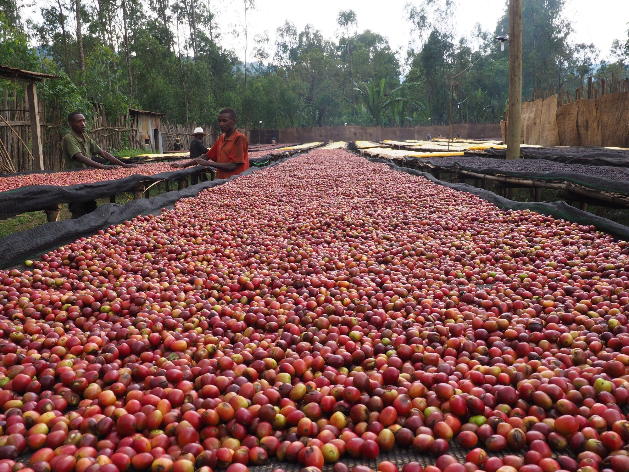 Ethiopia - Decaf