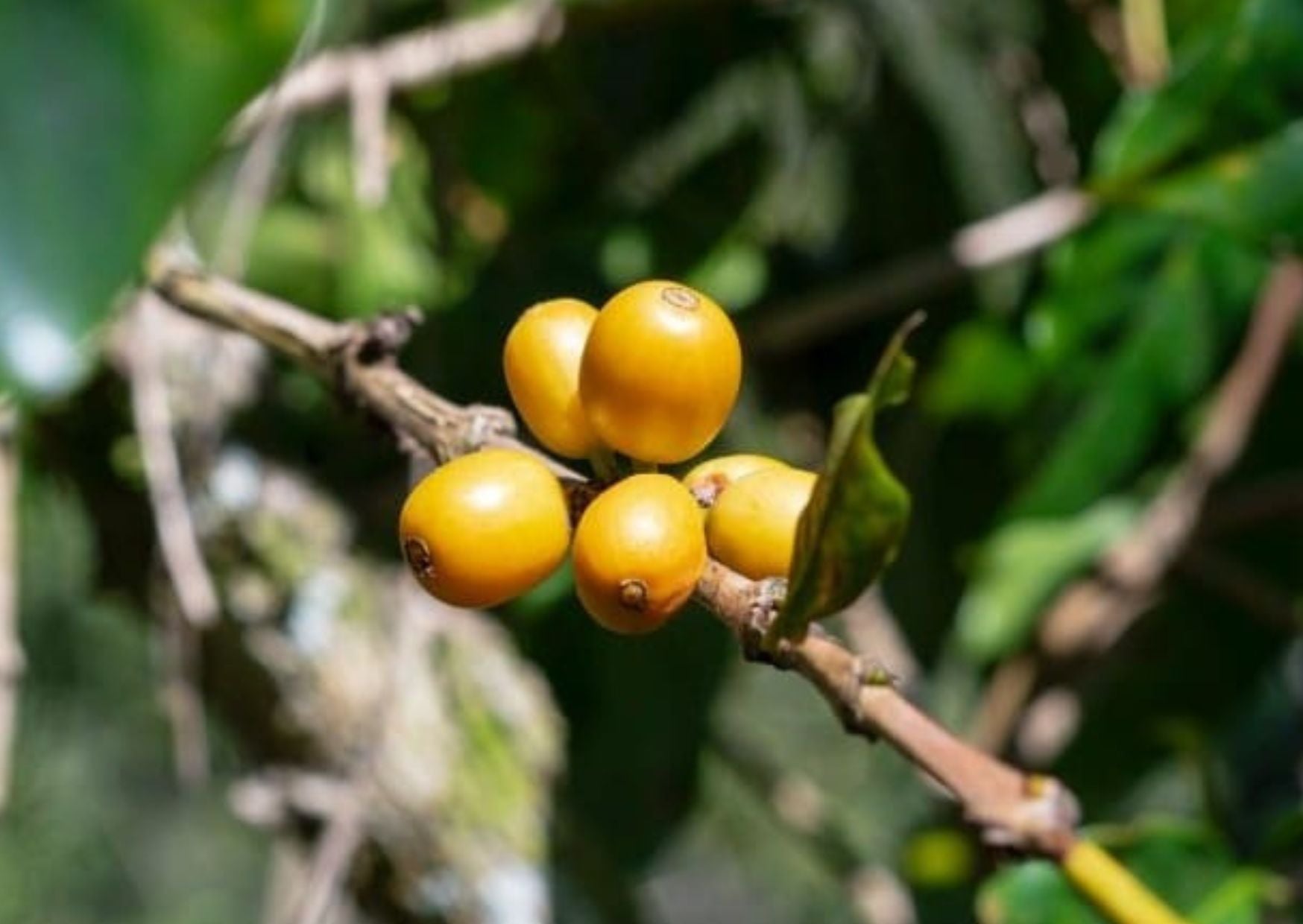 Venezuela - Cocollar