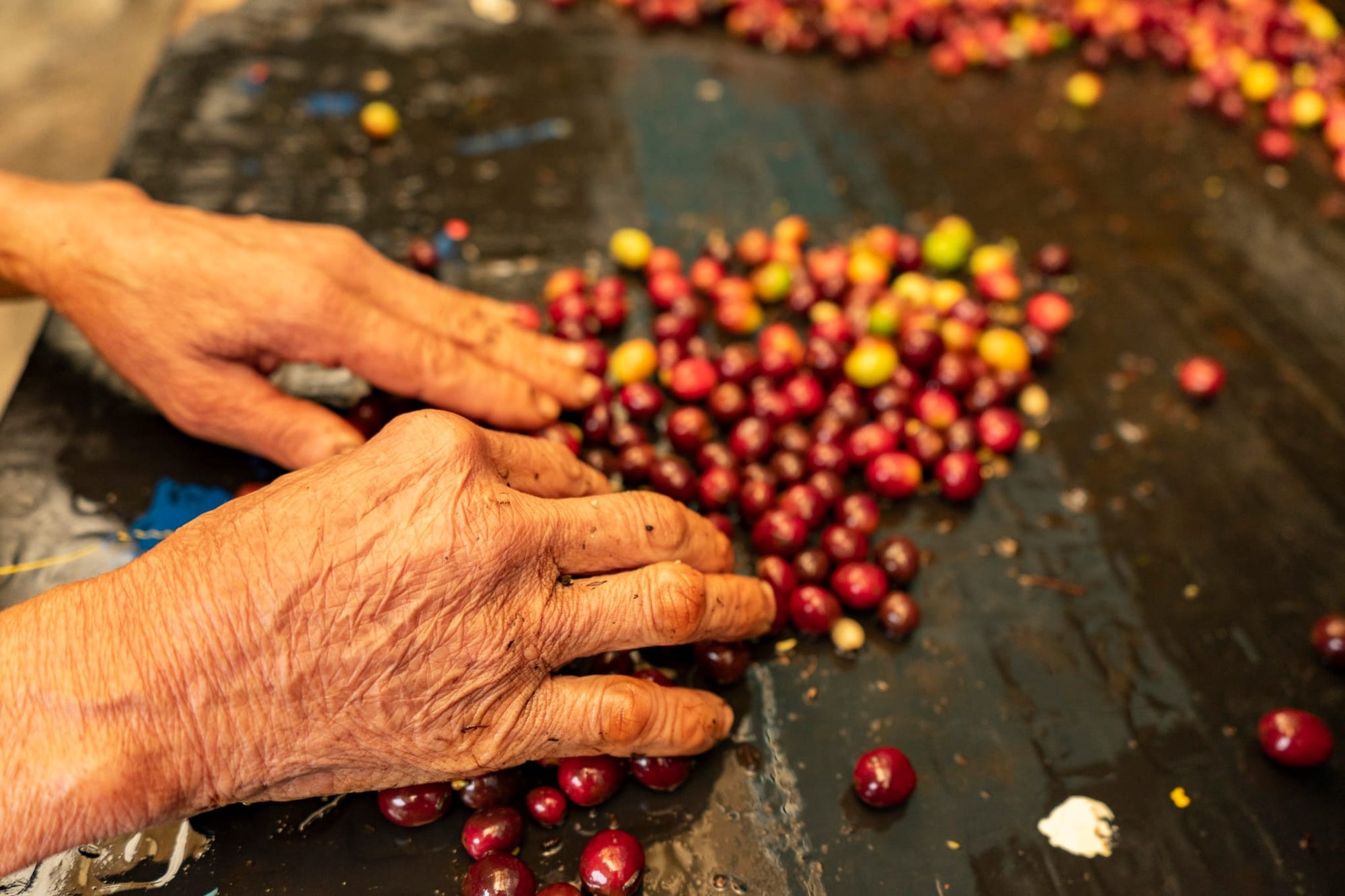Colombia - Villamaria Decaf