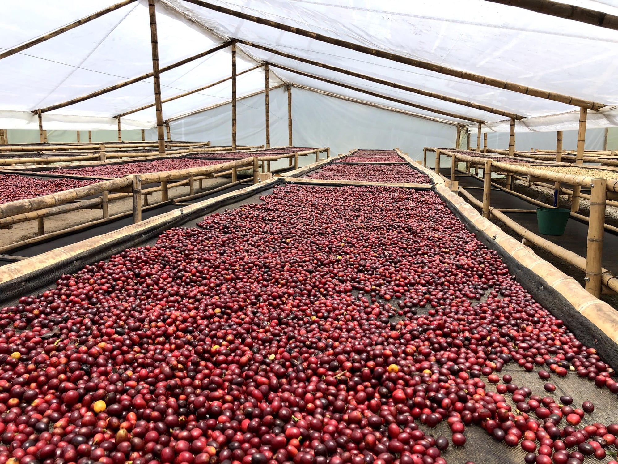 Colombia - Villamaria Decaf