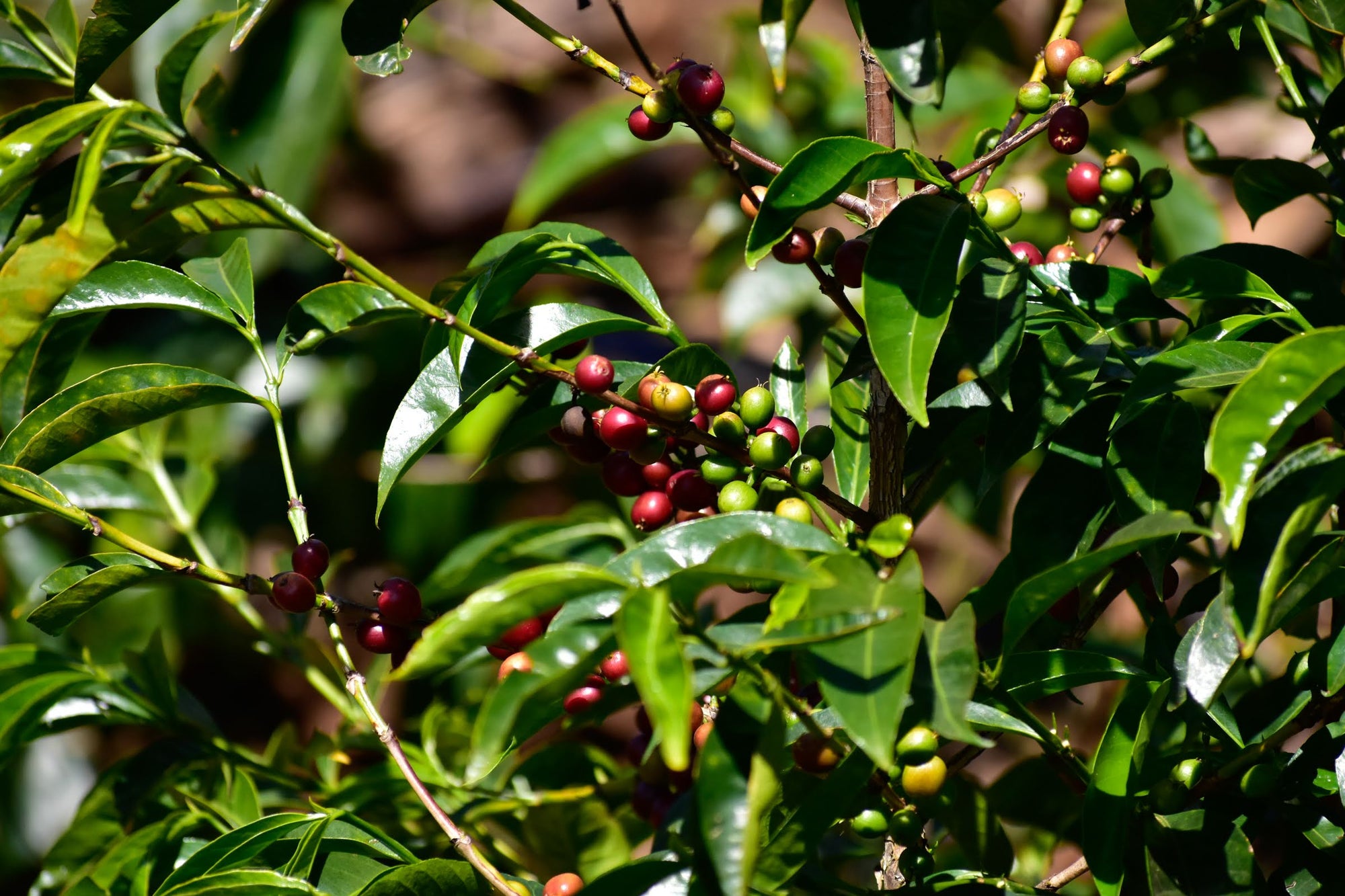 Ethiopia - Decaf